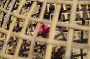 A caged cock is an angry cock....all the better for cock-fighting!