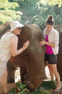 An elephant care day